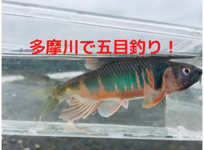 【動画あり】多摩川で小物釣り【婚姻色のオイカワ含む9種目釣り達成】