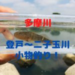 ヌマチチブの釣り方 仕掛け 飼育方法 料理紹介 ツリラボ