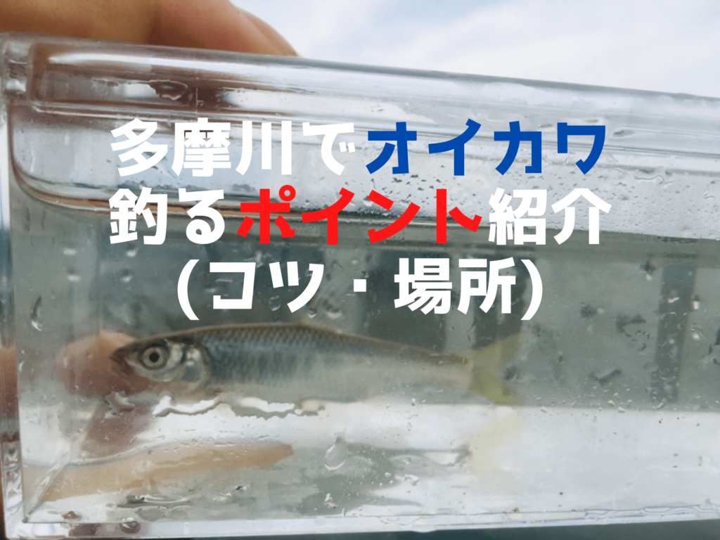 年 多摩川でオイカワを釣るポイント 釣行記 ツリラボ