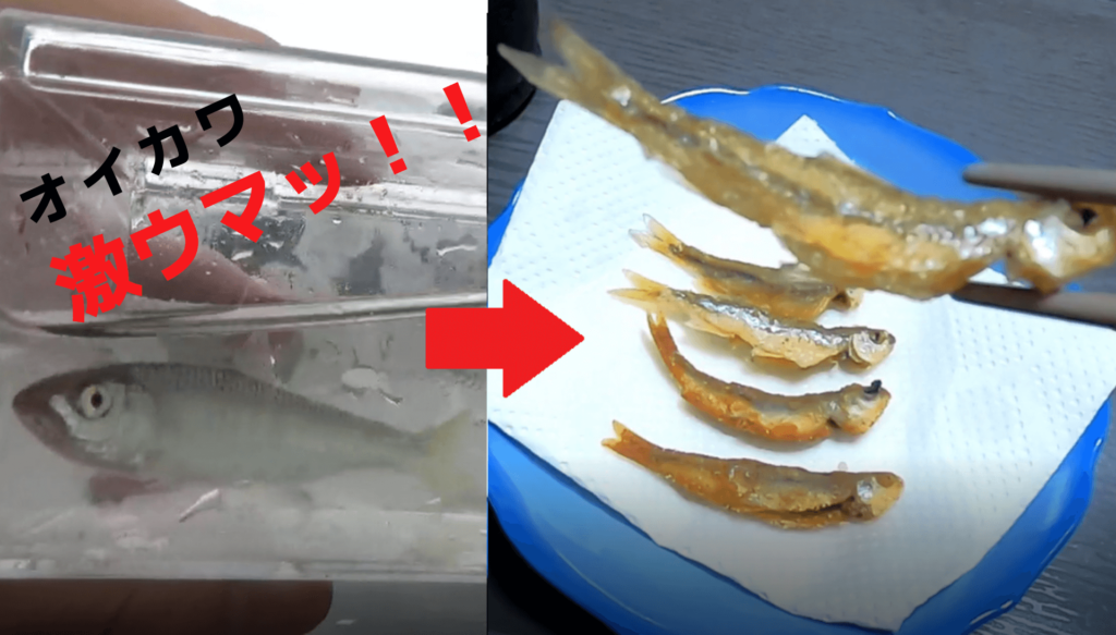 激ウマ 多摩川で釣ったオイカワとカワムツを料理して食べたら絶品 ツリラボ