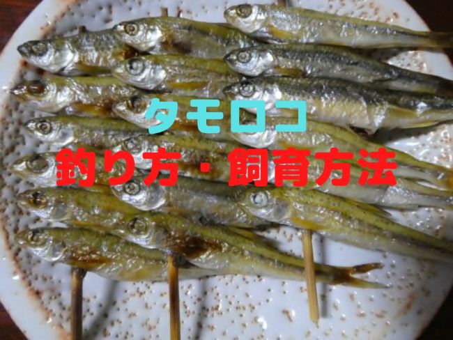 タモロコの釣り方【仕掛け・飼育方法・食べ方も紹介！】