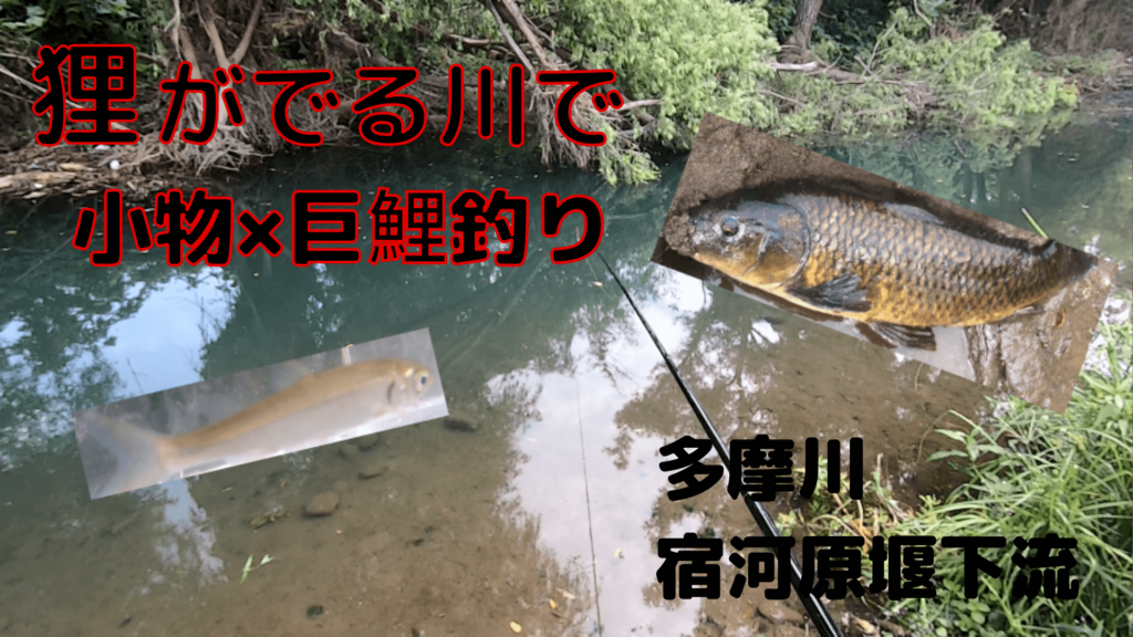 年 狛江市の多摩川でのべ竿で巨大鯉を狙う ツリラボ