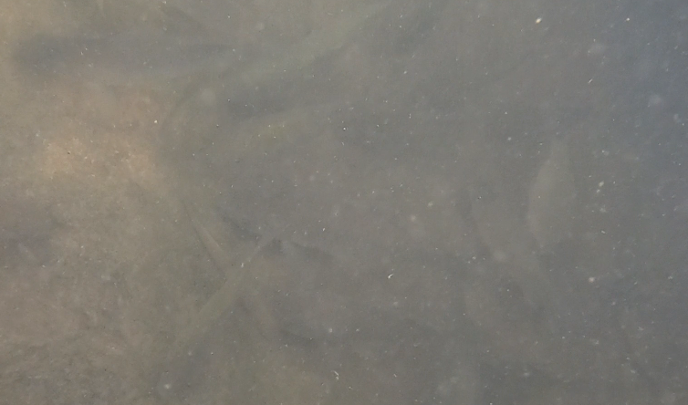 多摩川登戸の水中動画