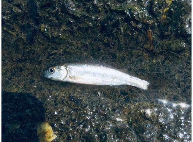 【二ヶ領堰下流】調布市の多摩川で小ウグイ釣り！【ルアーで鮎も】