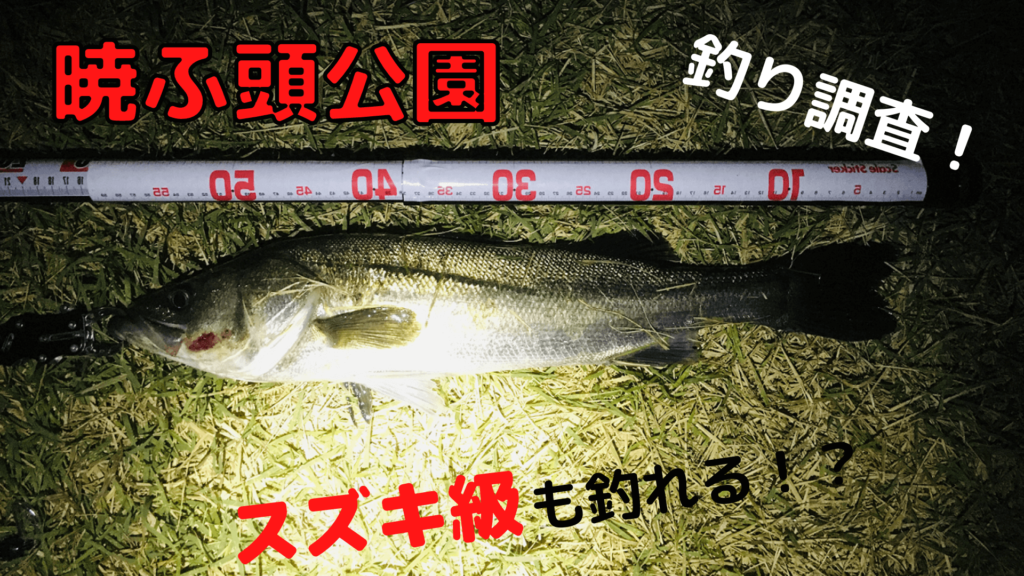 暁ふ頭公園釣り アナゴ クロダイ スズキ 60cm の釣果 ツリラボ