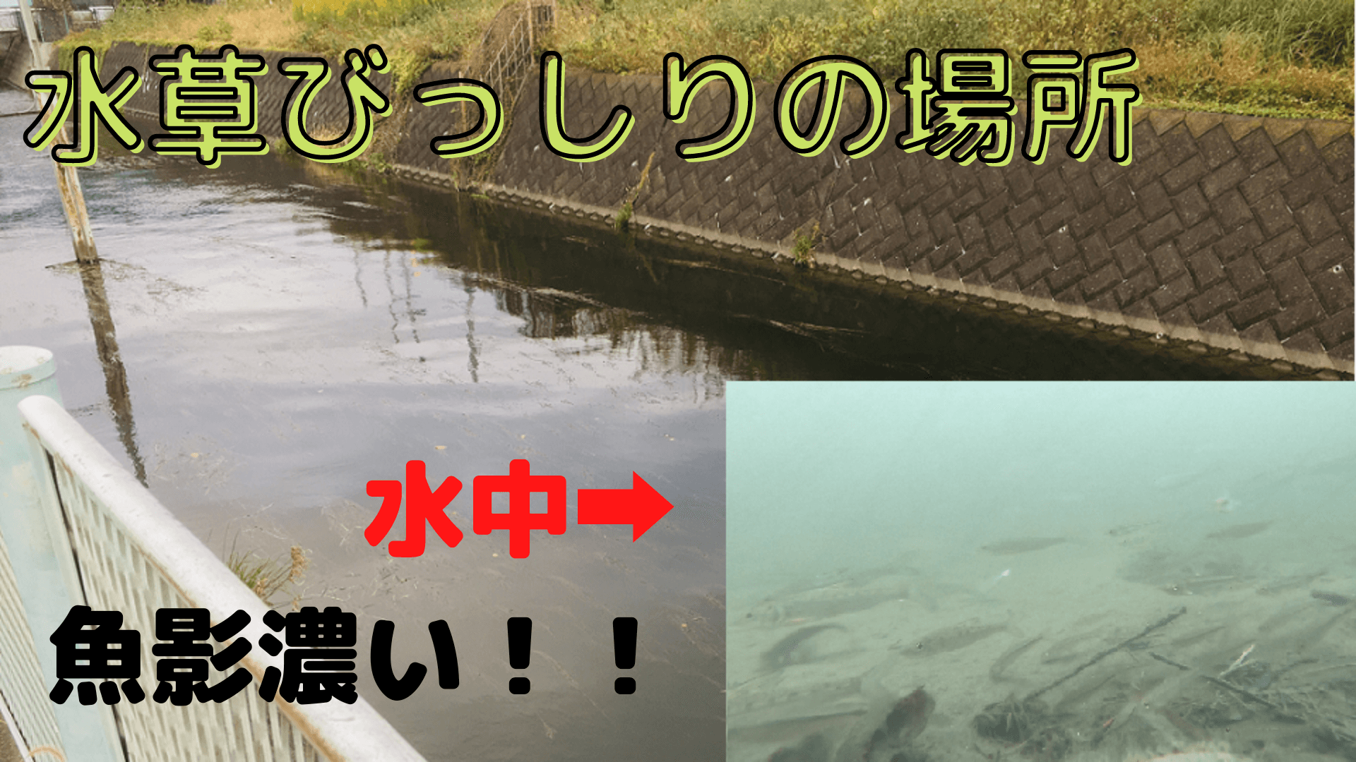 多摩川　水中動画