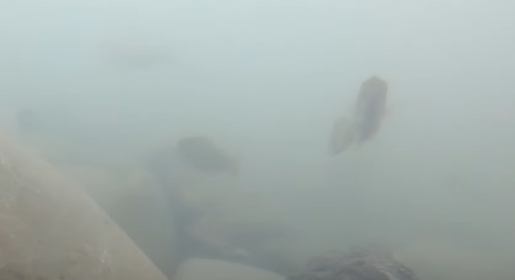 多摩川　水中動画
