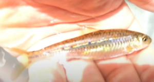 オランダ釣り