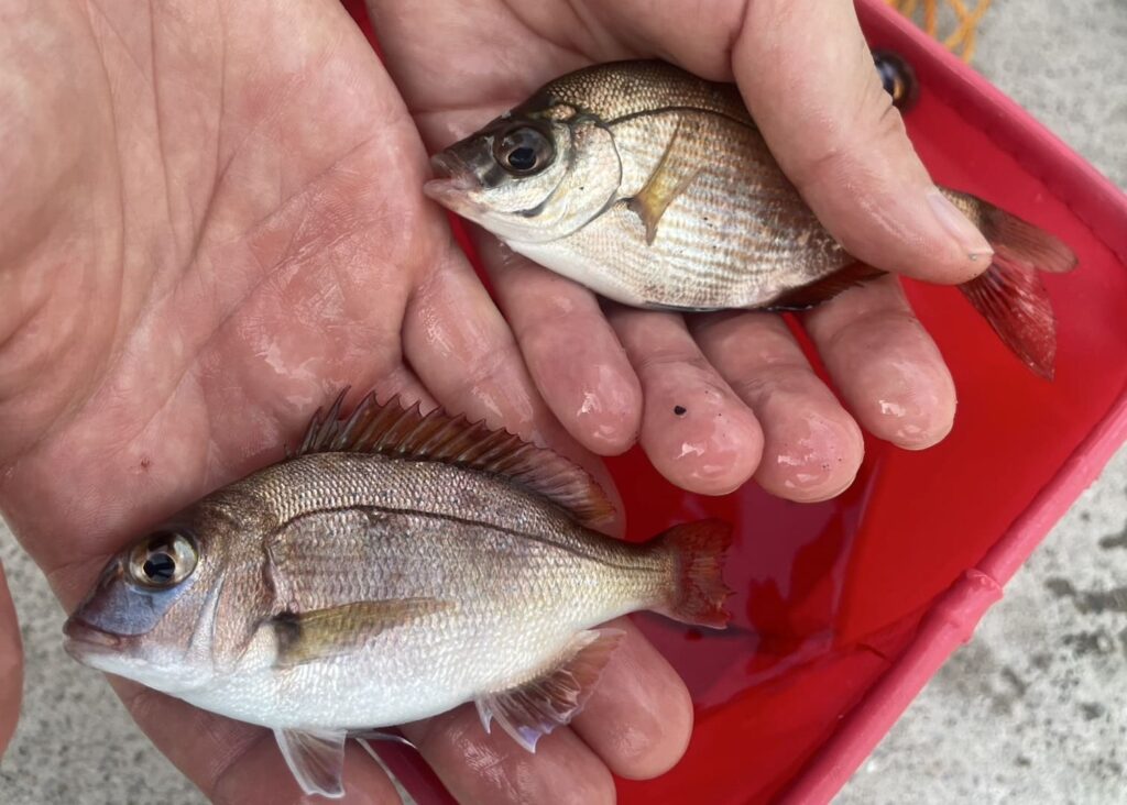 横浜　釣果　海タナゴ　マダイ
