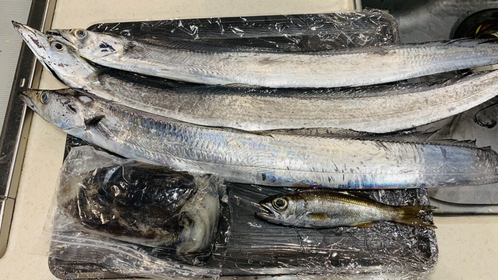 横須賀　うみかぜ公園　釣果