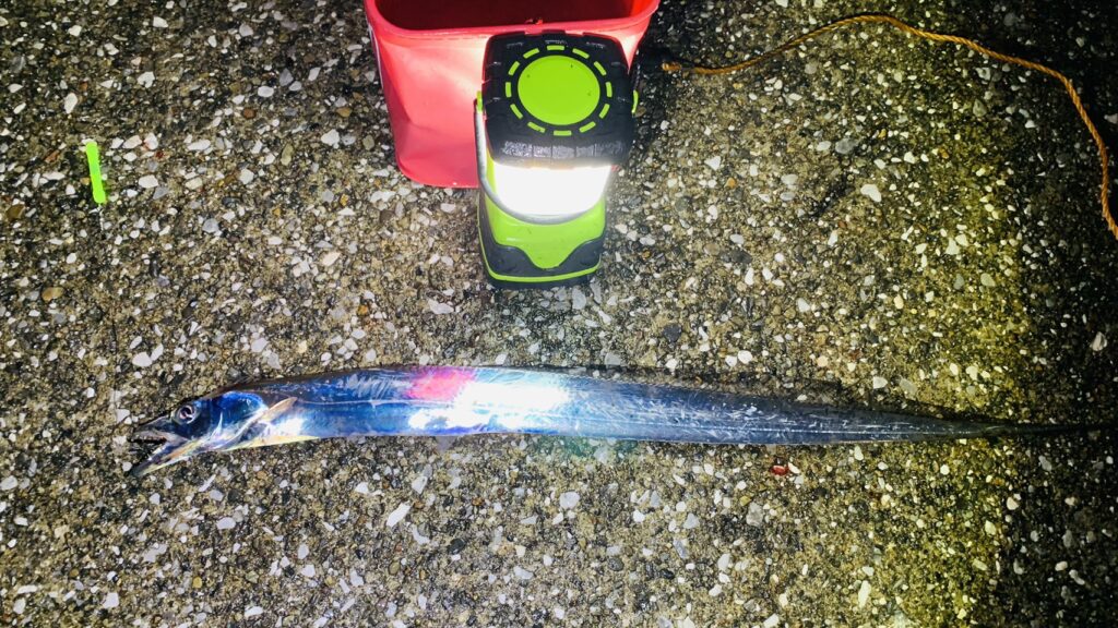 うみかぜ公園　タチウオ釣り