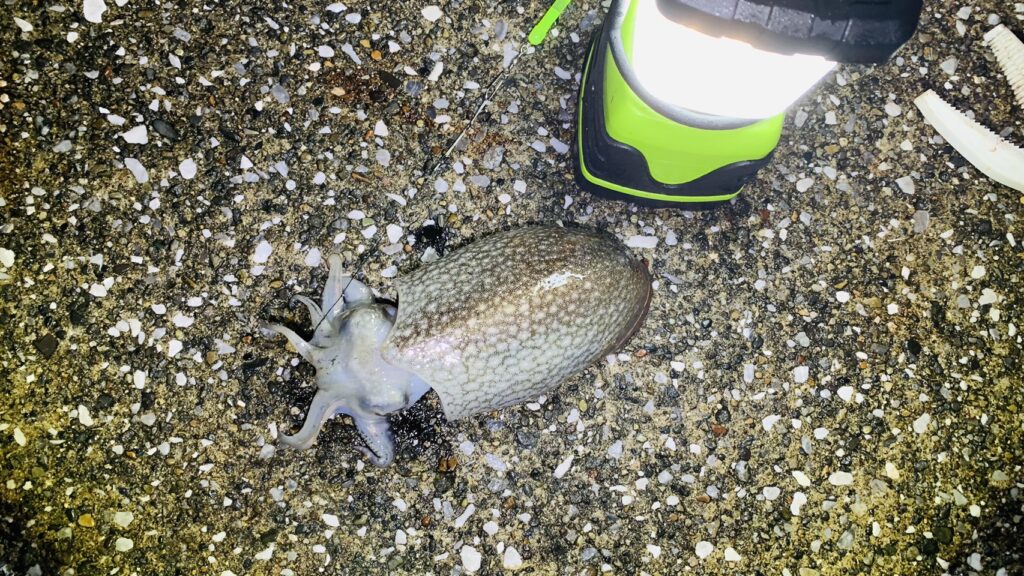 横須賀　うみかぜ公園　シリヤケイカ