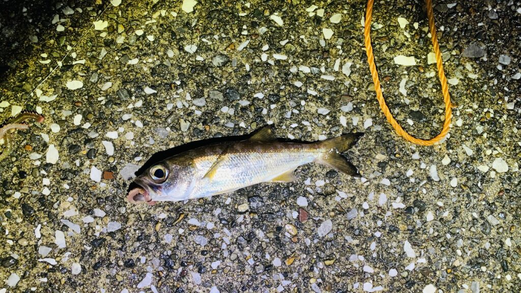 横須賀　うみかぜ公園　ムツ