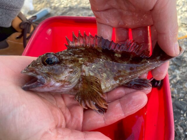 横須賀うみかぜ公園のカサゴ