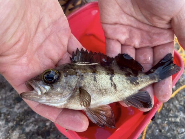 横須賀うみかぜ公園のメバル