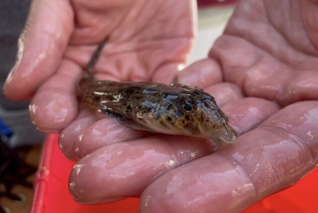 横須賀うみかぜ公園のコチ