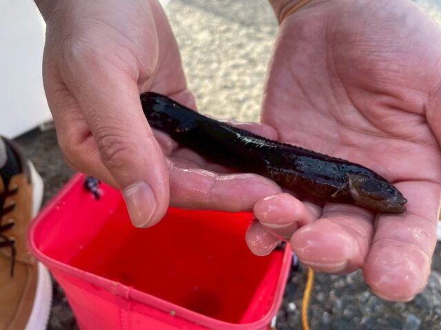 横須賀うみかぜ公園のギンポ