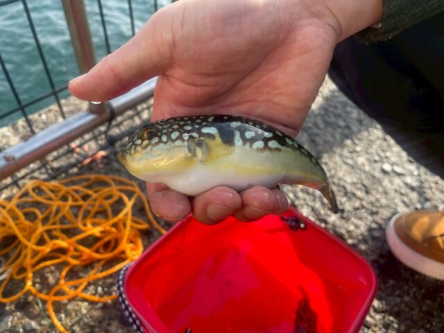 横須賀うみかぜ公園のクサフグ